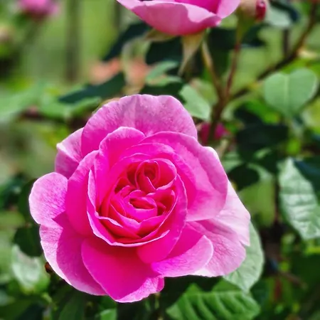 Appartement Casa Stella Centro Foce *