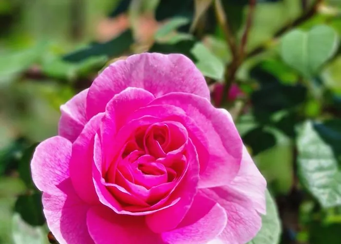 Apartamento Casa Stella Centro Foce 200 Mt Dalla Passeggiata Imperatrice *